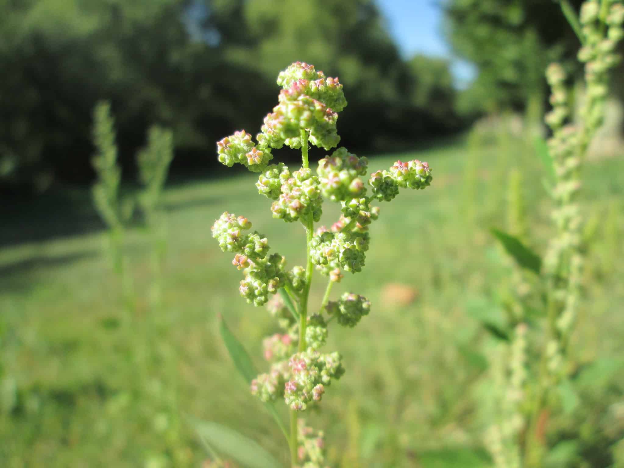 Lambsquarters Identification How to Forage this Edible Wild Plant » RusticWise