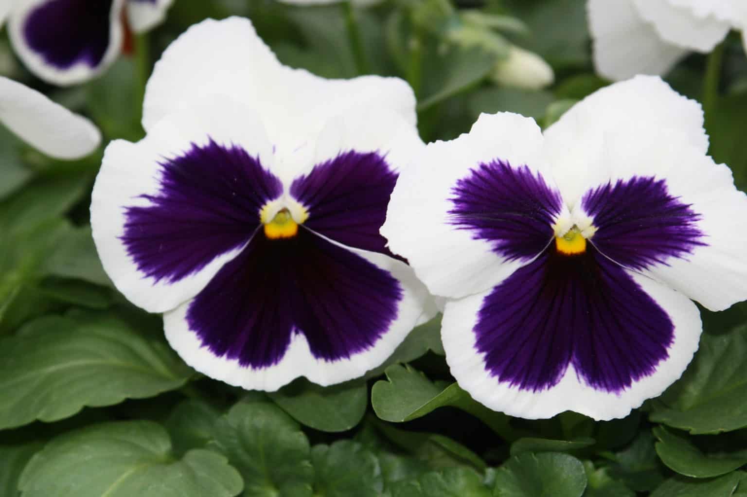 Viola Flower vs Pansy What’s the Difference? » RusticWise