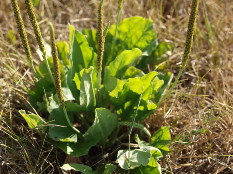 Broadleaf Plantain Healing Properties