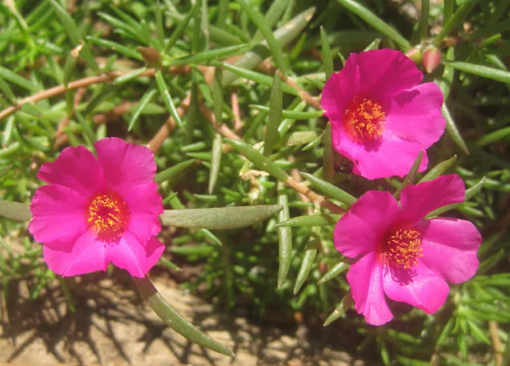 Plant Comparison: Purslane vs Portulaca 3 Portulaca grandiflora - pink