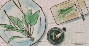 Broadleaf Plantain Uses: An Edible Wild Food with Healing Properties
