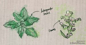 Lambsquarters Identification: How to Forage this Edible Wild Plant
