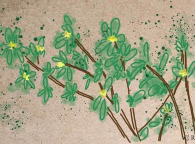 purslane portulaca rusticwise