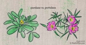 purslane portulaca rusticwise