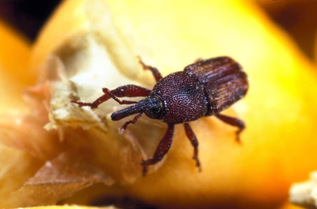 Weevil_Maize_Sitophilus zeamais
