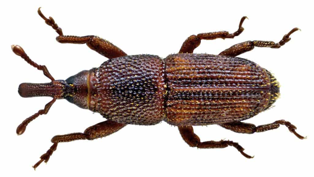 Weevil_Rice_Sitophilus Oryza