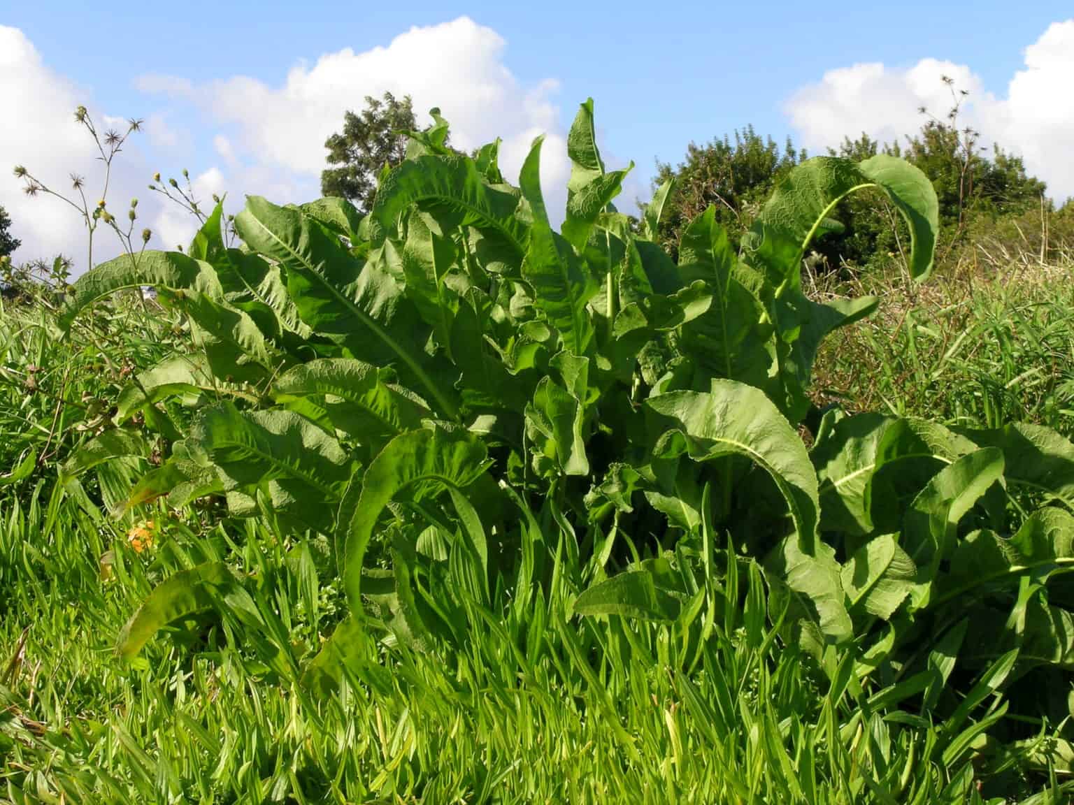 What is Yellow Dock Good For: Surprising Health and Medicinal Benefits ...