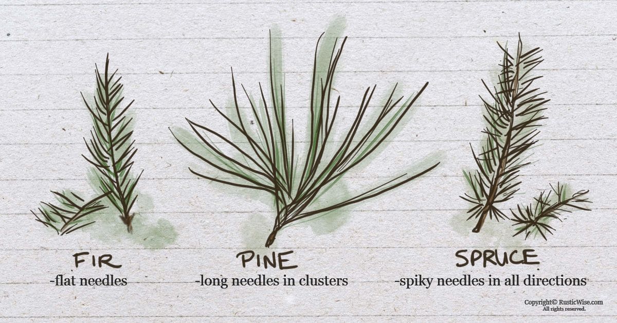 Foraging Pine Needles Pine Needle Tea Recipe & Cooking Ideas » RusticWise