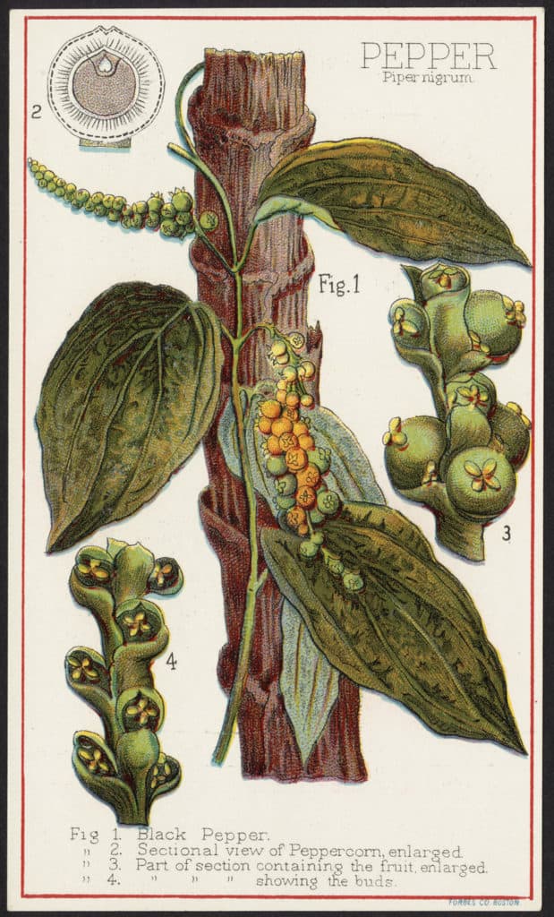 Flickr_ShelfLifeOfBlackPepper-pepperplant