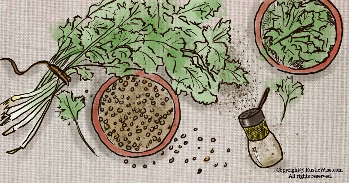 Coriander Shelf Life: Tips on Storing Dried and Fresh Coriander to Extend Storage Time 1 RusticWise_CorianderShelfLife
