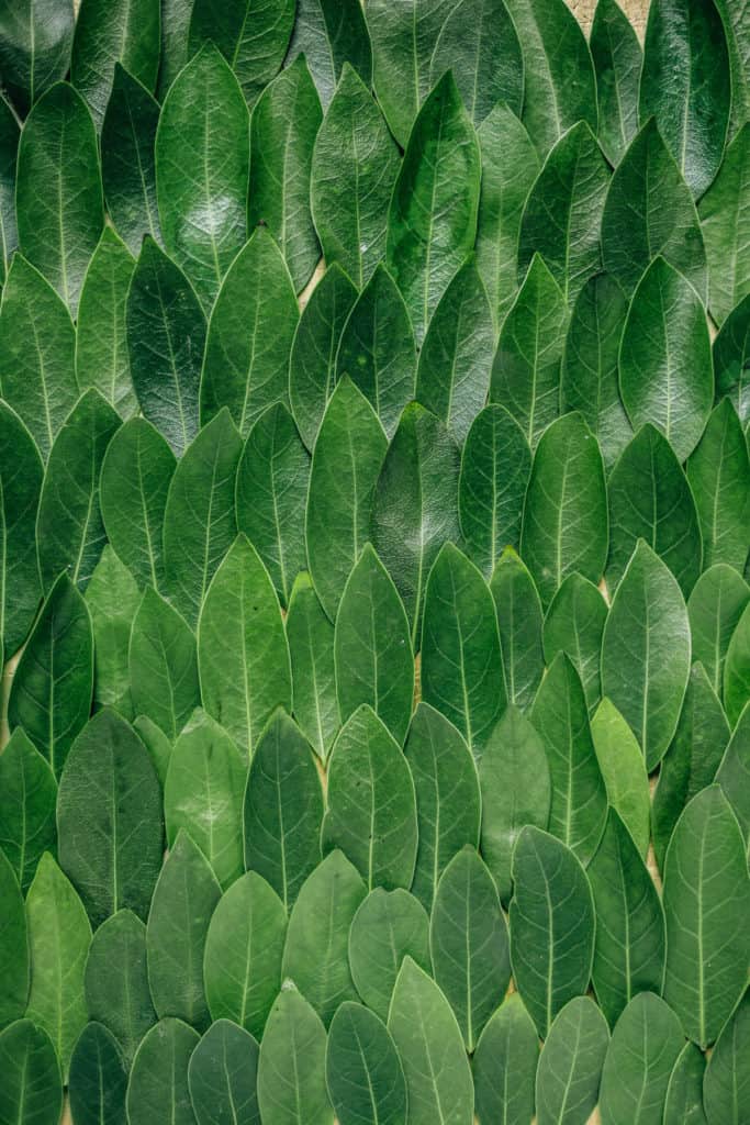 The Shelf Life of Bay Leaves and Why You’re Probably Storing Them Improperly 3 Unsplash_ShelfLifeOfBayLeaves-fresh