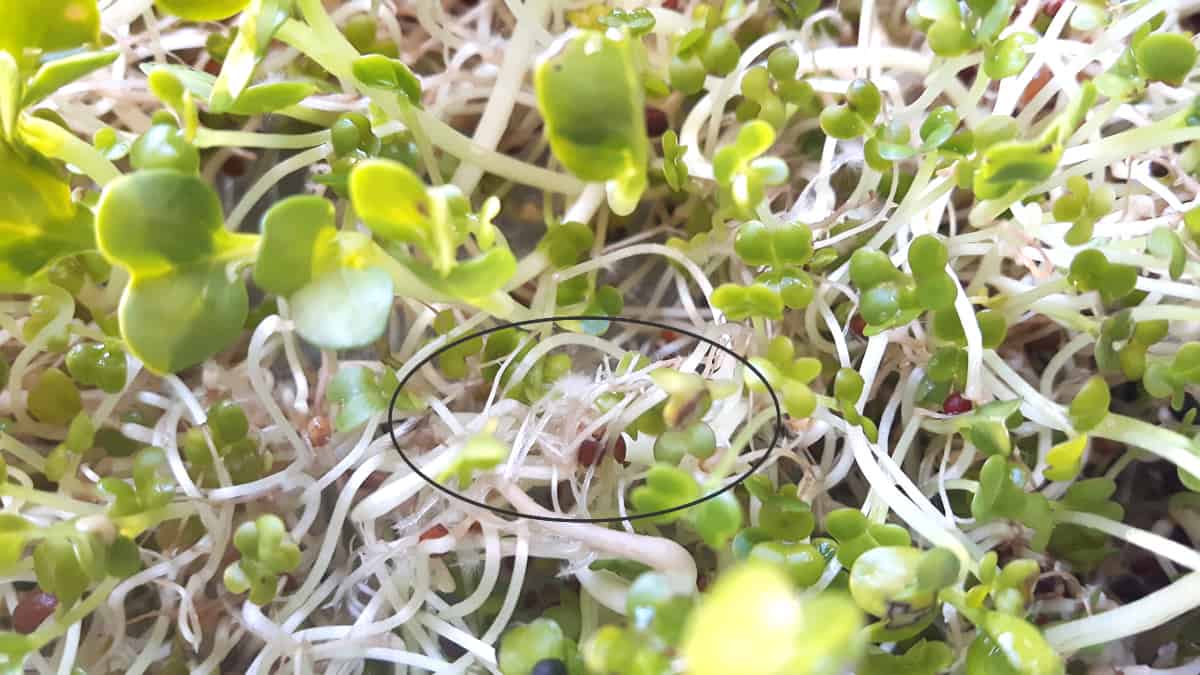 What Does Mold on Sprouts Look Like? » RusticWise
