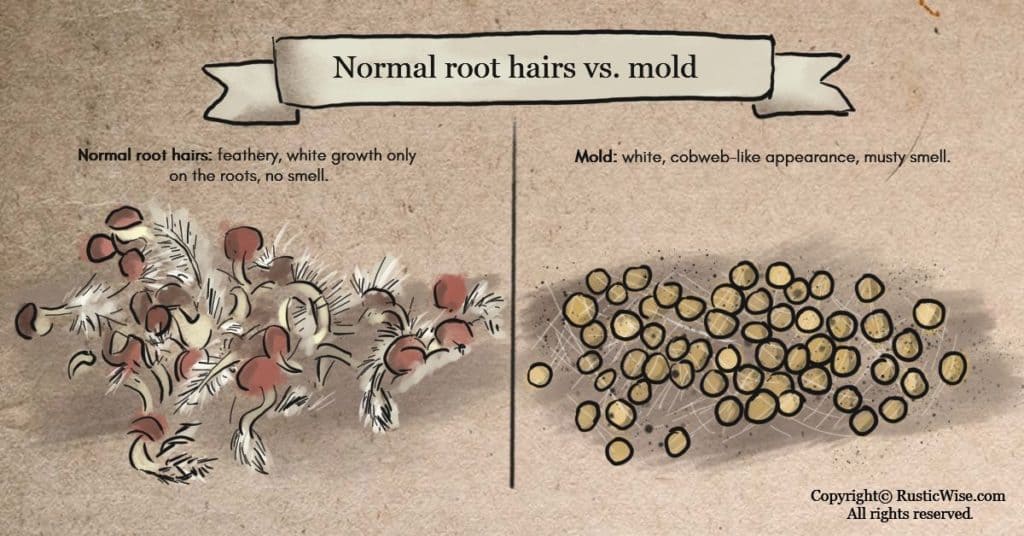 Pumpkin Seed Germination How To Sprout Pumpkin Seeds and Other Tips