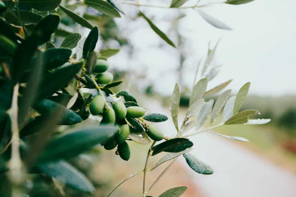 Unsplash_HowToMakeVeganSoap-olives