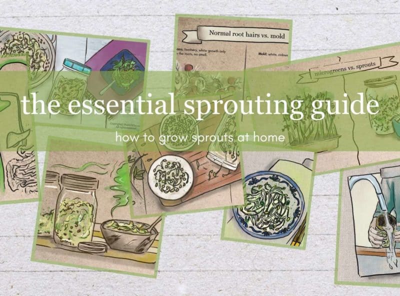 Pea Sprouts vs Pea Shoots What's the Difference? RusticWise