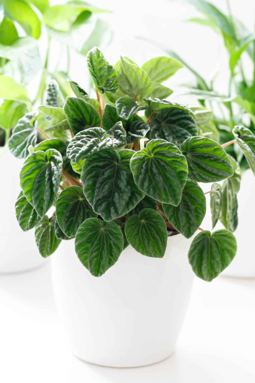 10 Best Indoor Hanging Plants for Low Light Environments » RusticWise