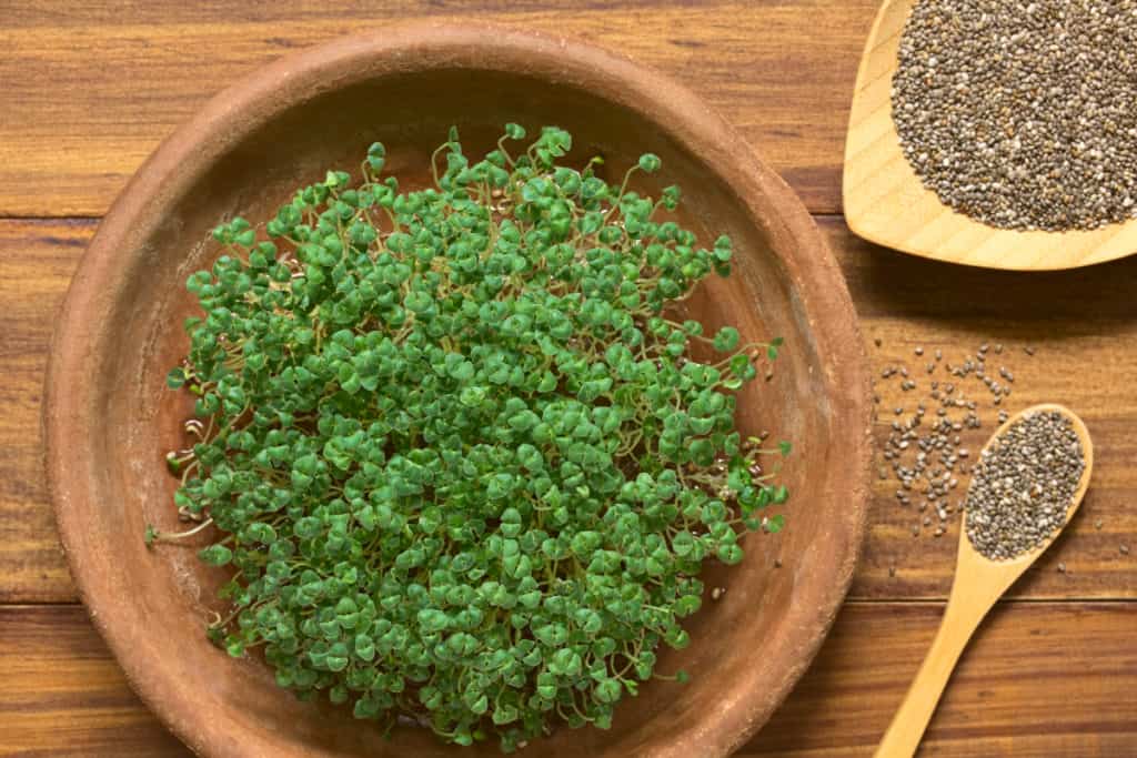 DepositPhotos_GrowChiaSprouts-ChiaSproutsSeeds