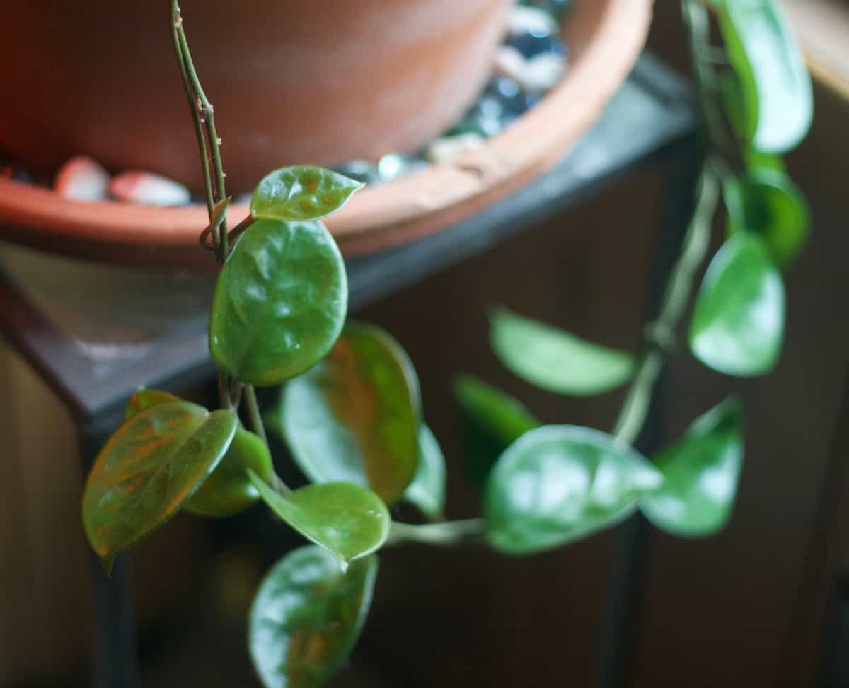 10 Best Indoor Hanging Plants for Low Light Environments » RusticWise