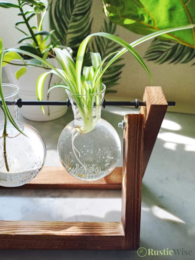 Everything You Need To Know About Spider Plant Care Indoors 3 RusticWise_SpiderPlantCareIndoors-Propagation