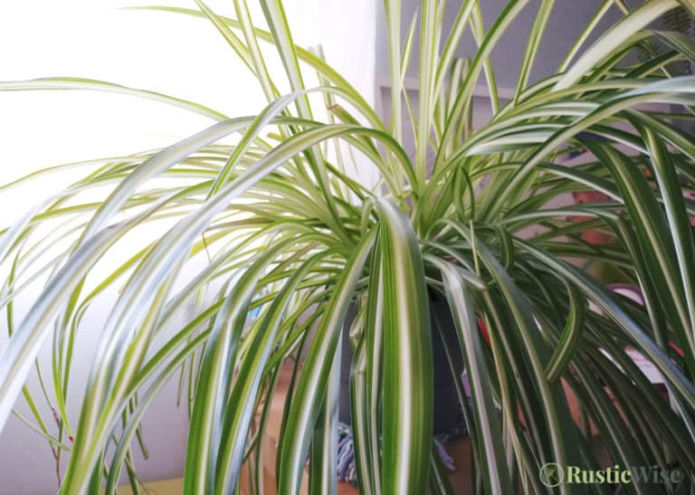 Everything You Need To Know About Spider Plant Care