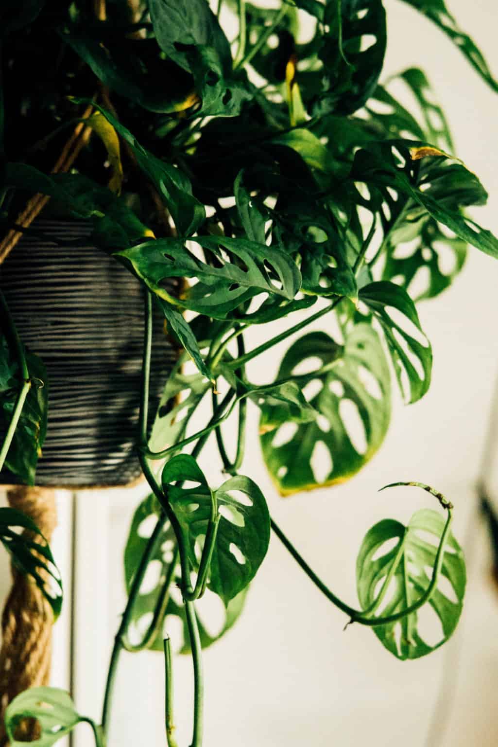 10 Best Indoor Hanging Plants for Low Light Environments » RusticWise