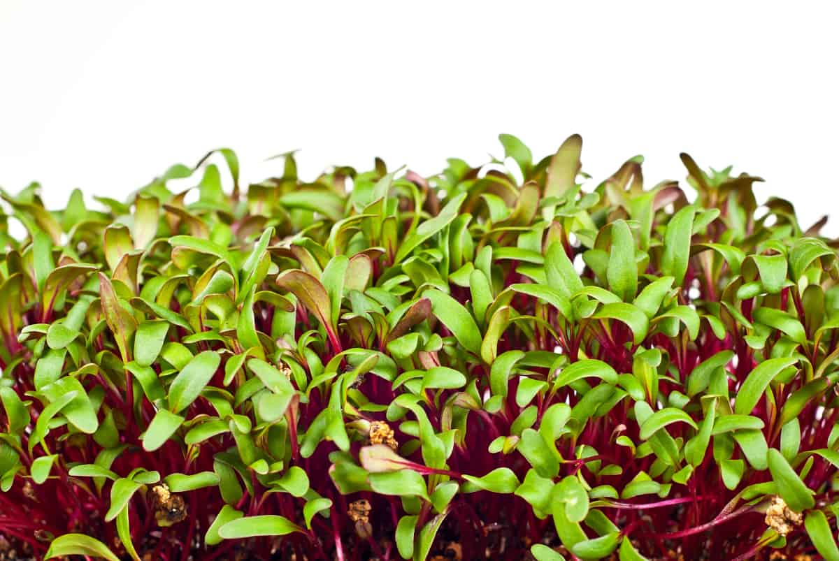 Beet Microgreens Benefits and How To Grow Them » RusticWise