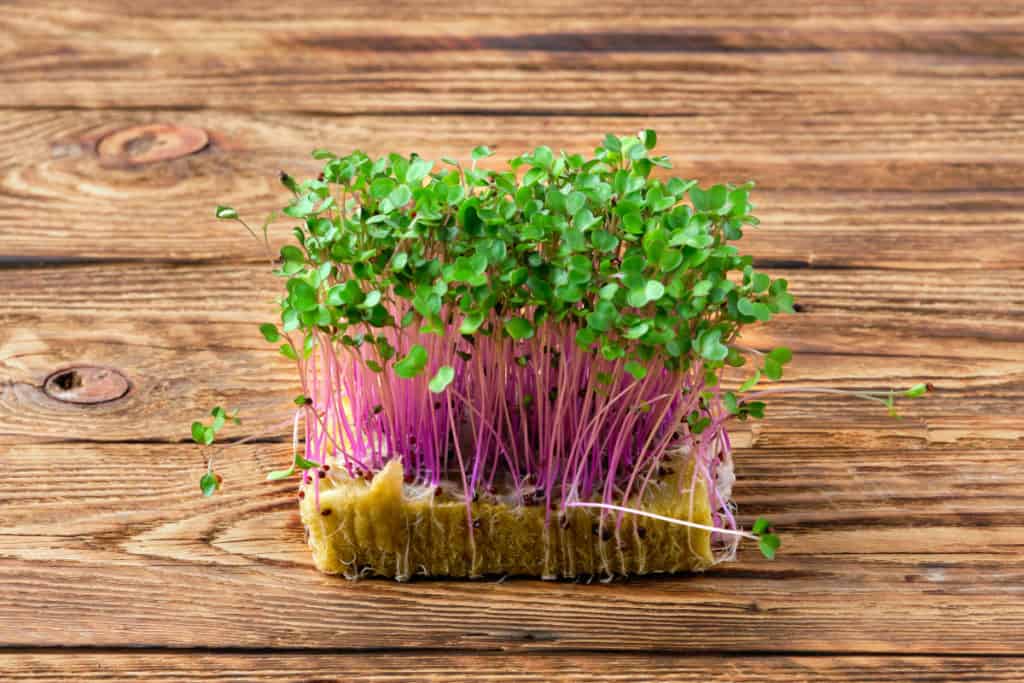 DepositPhotos_GrowKohlrabiMicrogreens-purple-kohlrabi