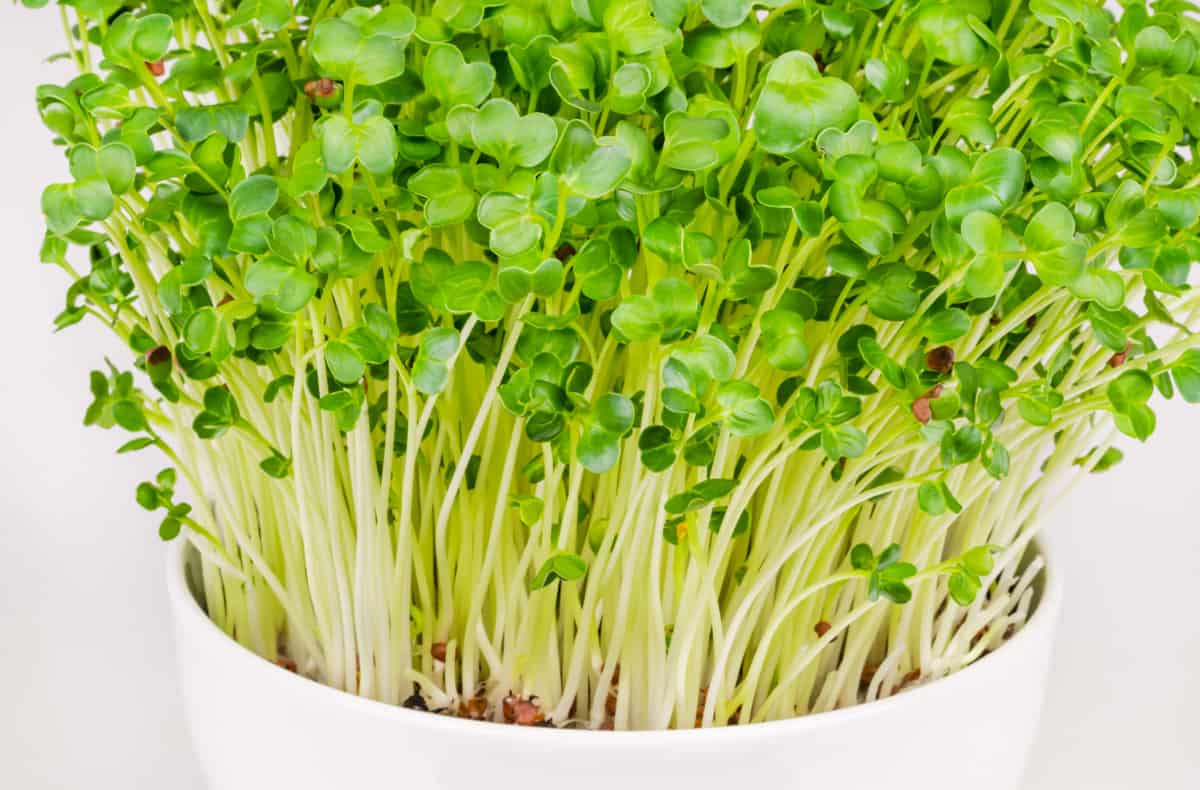 Radish Microgreens Nutrition Health Benefits, Varieties and How To