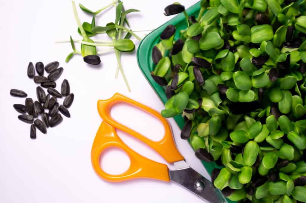 sunflower-microgreens-nutrition-health-benefits-how-to-grow-rusticwise