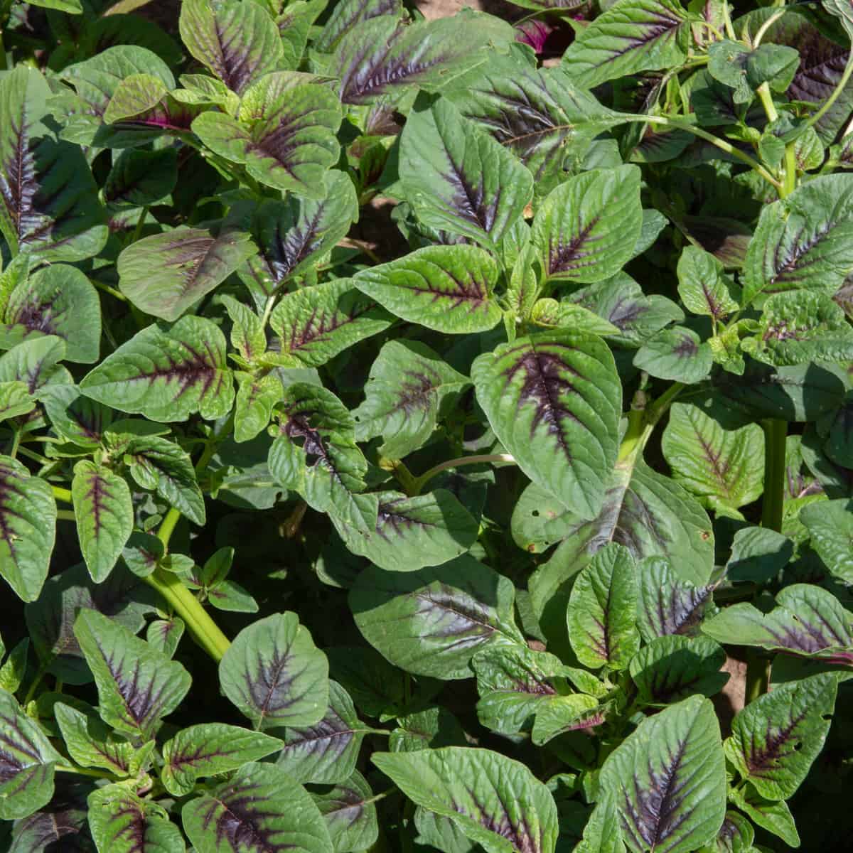 amaranth-microgreens-nutrition-facts-recipes-and-how-to-grow-them-rusticwise