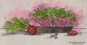 Beet Microgreens Benefits and How To Grow Them