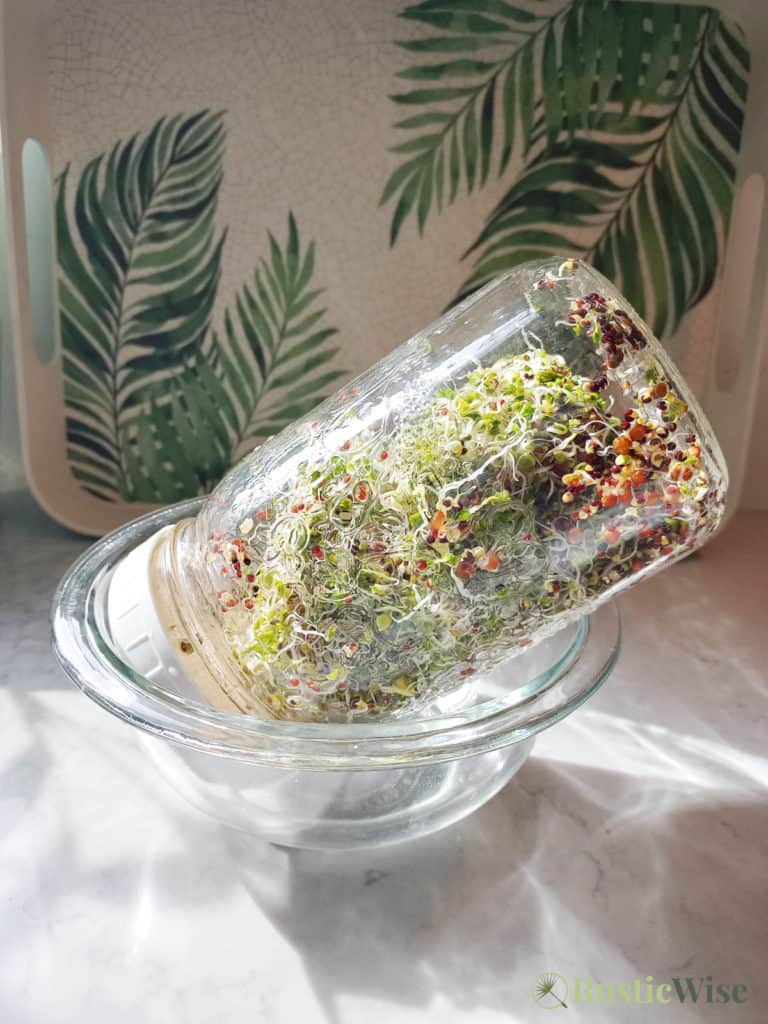 Sprout Safety: 10 Ways To Kill Bacteria on Sprouts From Seed To Plate -  RusticWise