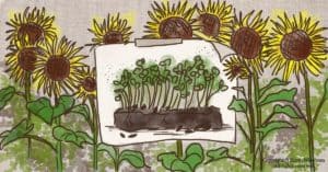 Sunflower Microgreens Nutrition: Health Benefits, How To Grow & Use Them