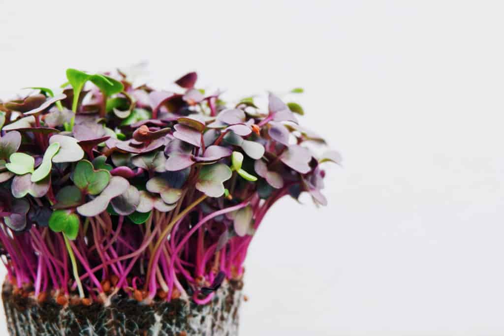 Radish Microgreens Nutrition Health Benefits Varieties And How To RusticWise