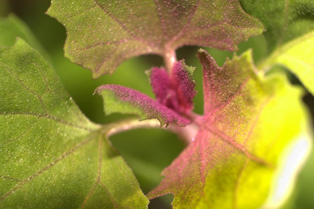 YayImages_OrachMicrogreens_atriplex-hortensis-Orach.jpg