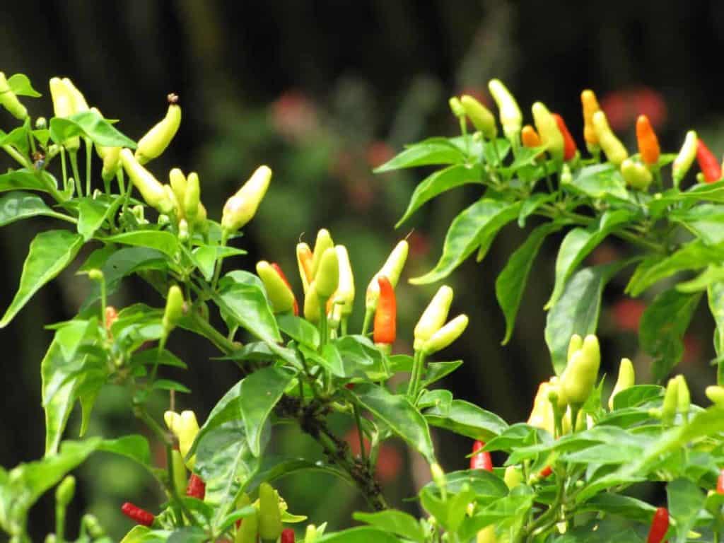 Flickr_GrowChiliPeppersIndoors_HotChiliPepper