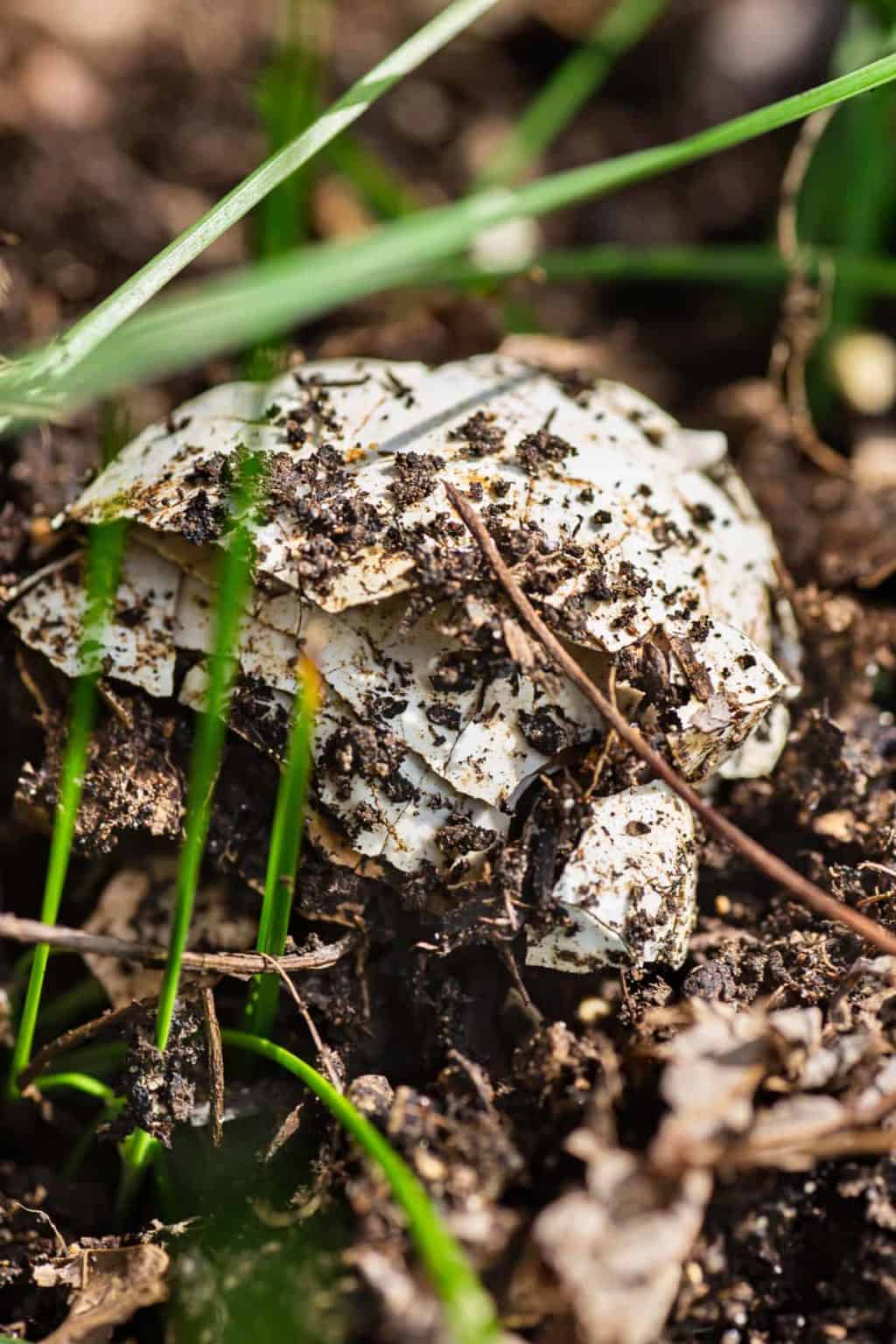 Can You Compost Eggs? Yes, Here's How To Get Crackin' » RusticWise