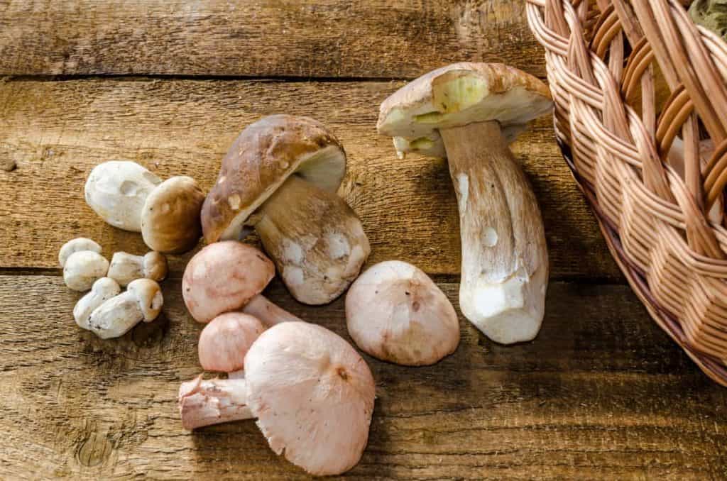 Can You Compost Mushrooms? Up-Close-and-Personal With Fungi 2 YayImages_CanYouCompostMushrooms_collecting-mushrooms