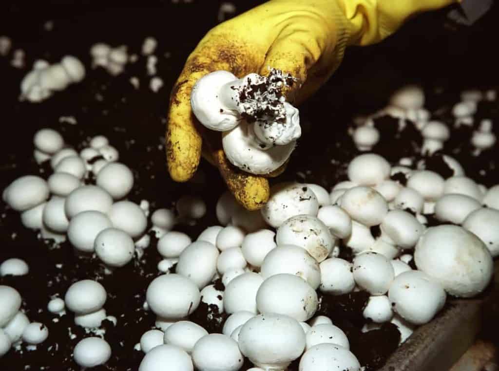 YayImages_CowManureVsMushroomCompost_mushrooms-growing-in-artificial-conditions