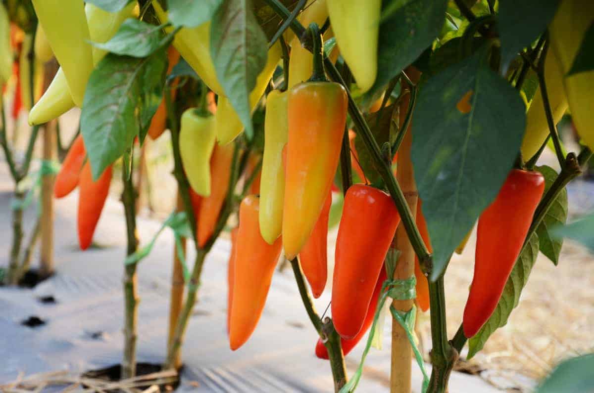 How To Grow Chili Peppers Indoors What You Need To Know » RusticWise