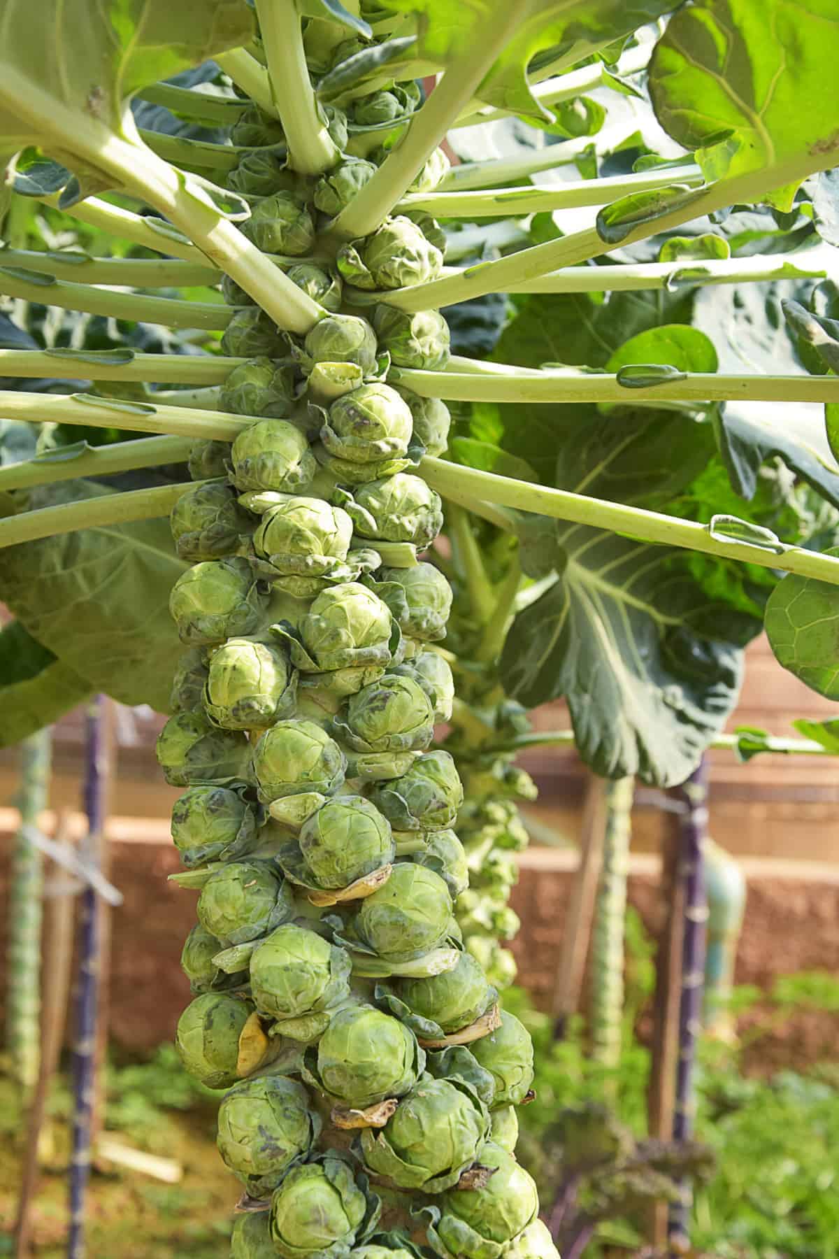 brussel sprout seeds