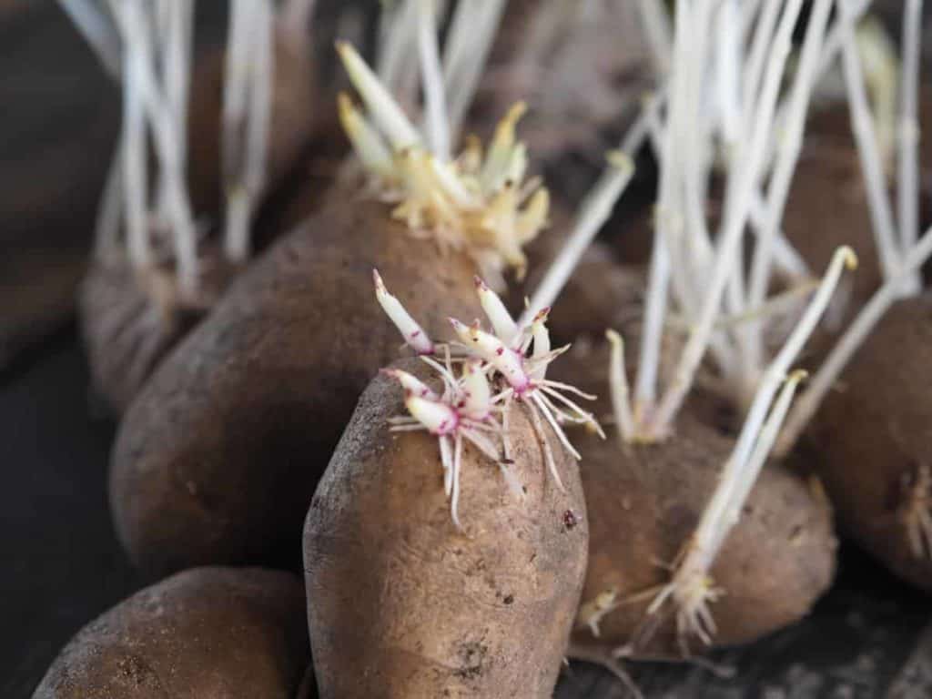 Depositphotos_WhatIsChittingPotatoes_sproutedpotatoes