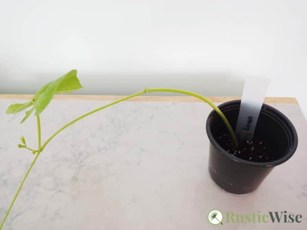 RusticWise_HowToGerminateSeedsInPaperTowel-beanplant