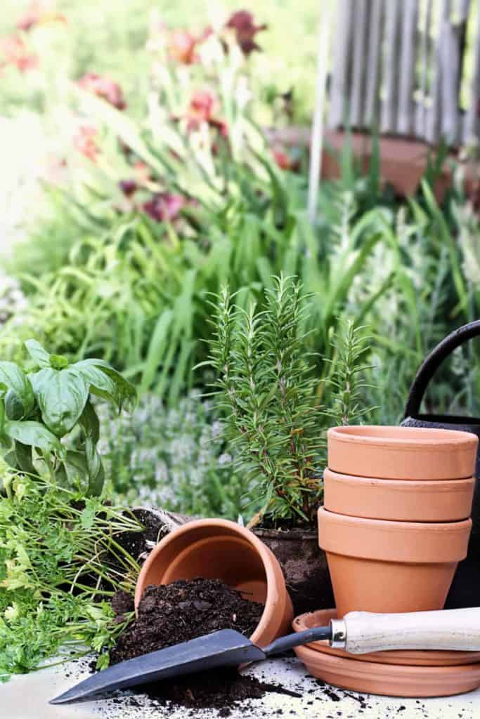 YayImages_HerbCompanionPlanting_herb-gardening