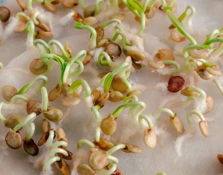 How to Germinate Seeds in Paper Towel: A Fast Way To Jumpstart Your ...