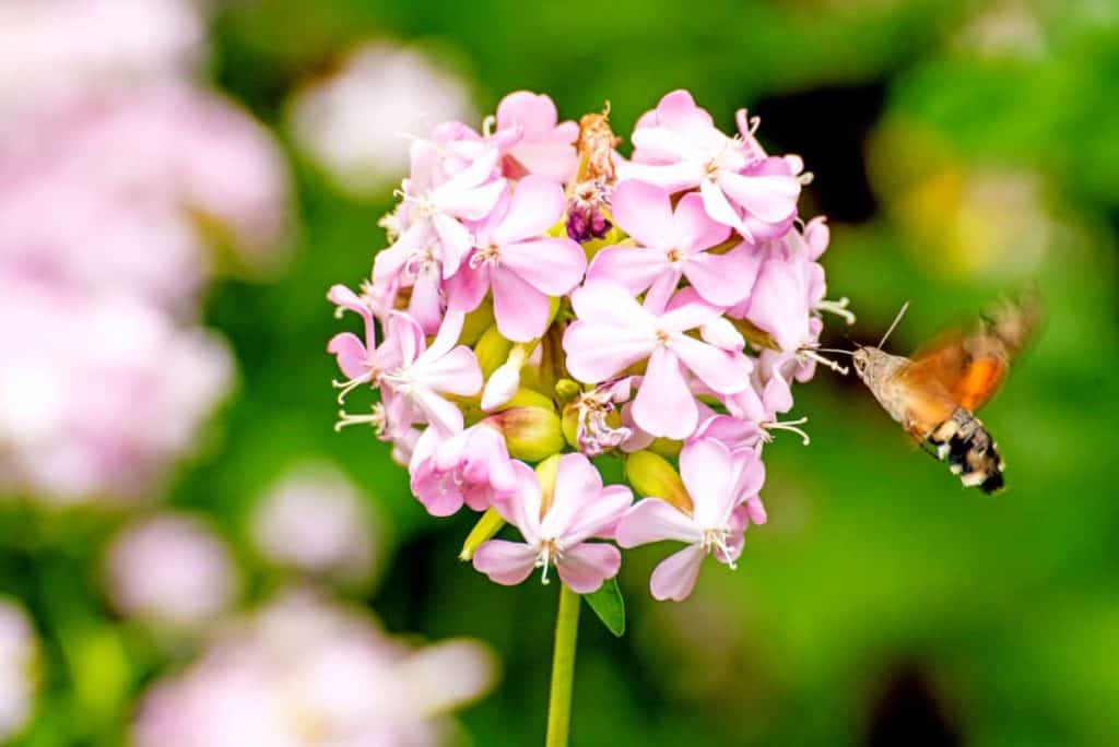 YayImages_HowToMakeSoapFromSoapwortPlant_common-soapwort-with-hummingbird-hawk-moth