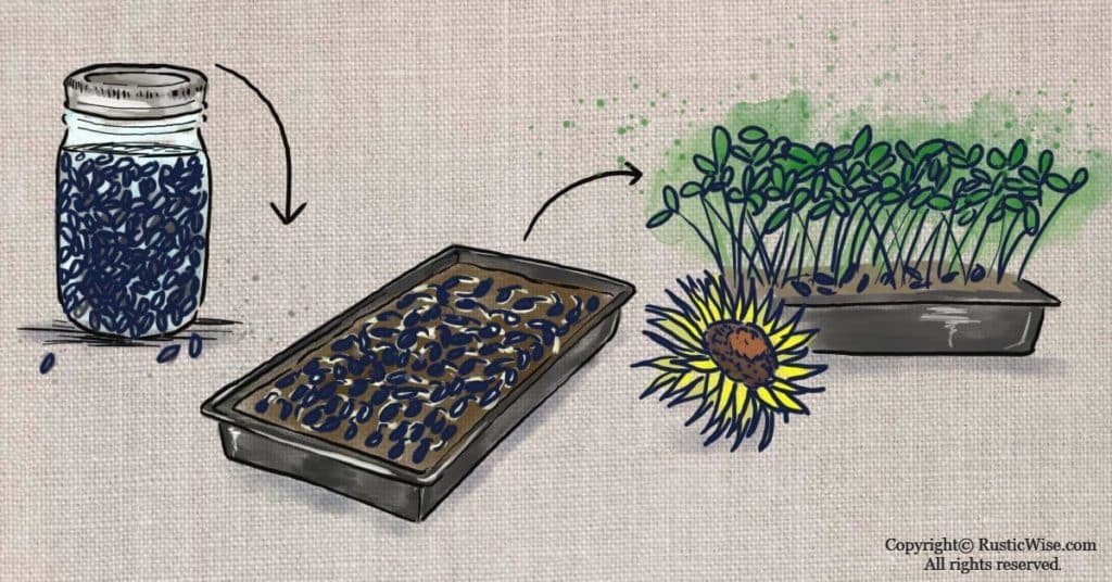 How to Germinate Seeds in Paper Towel A Fast Way To Jumpstart Your