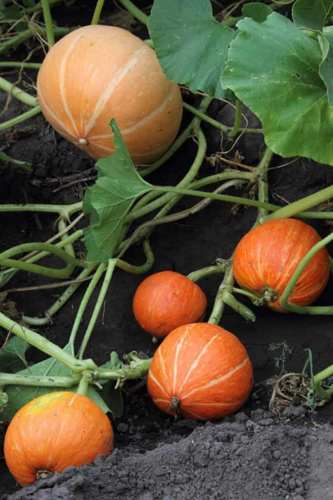 YayImages_PumpkinSeedGermination_pumpkin-vines