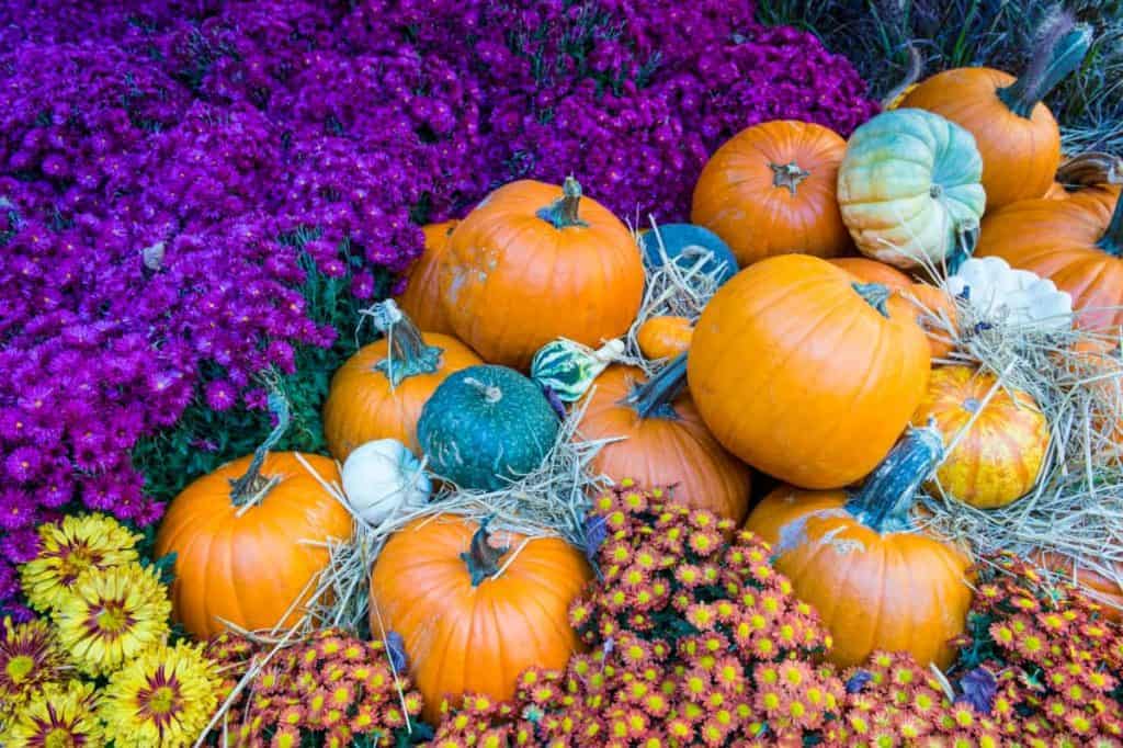 YayImages_PumpkinSeedGermination_pumpkins