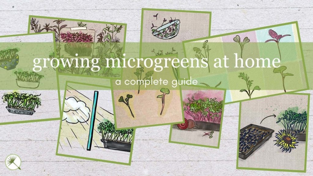 RusticWise Growing Microgreens Guide